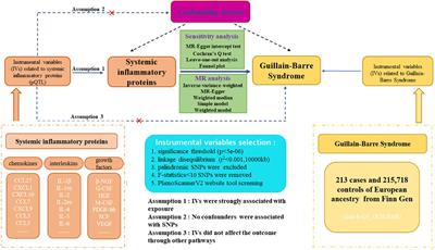 Causal effects of systemic inflammatory proteins on Guillain-Barre Syndrome: insights from genome-wide Mendelian randomization, single-cell RNA sequencing analysis, and network pharmacology